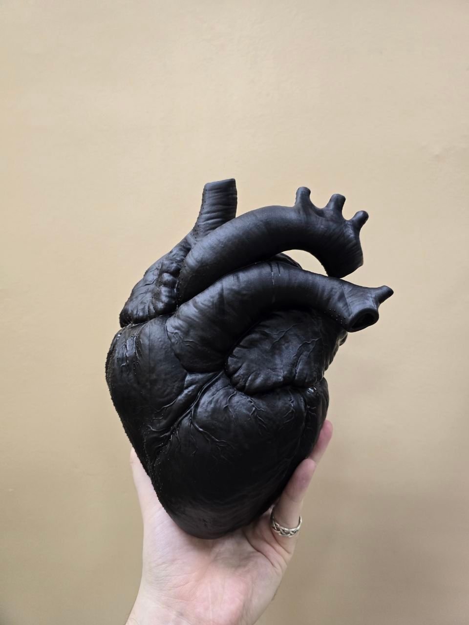 Анатомическое сердце